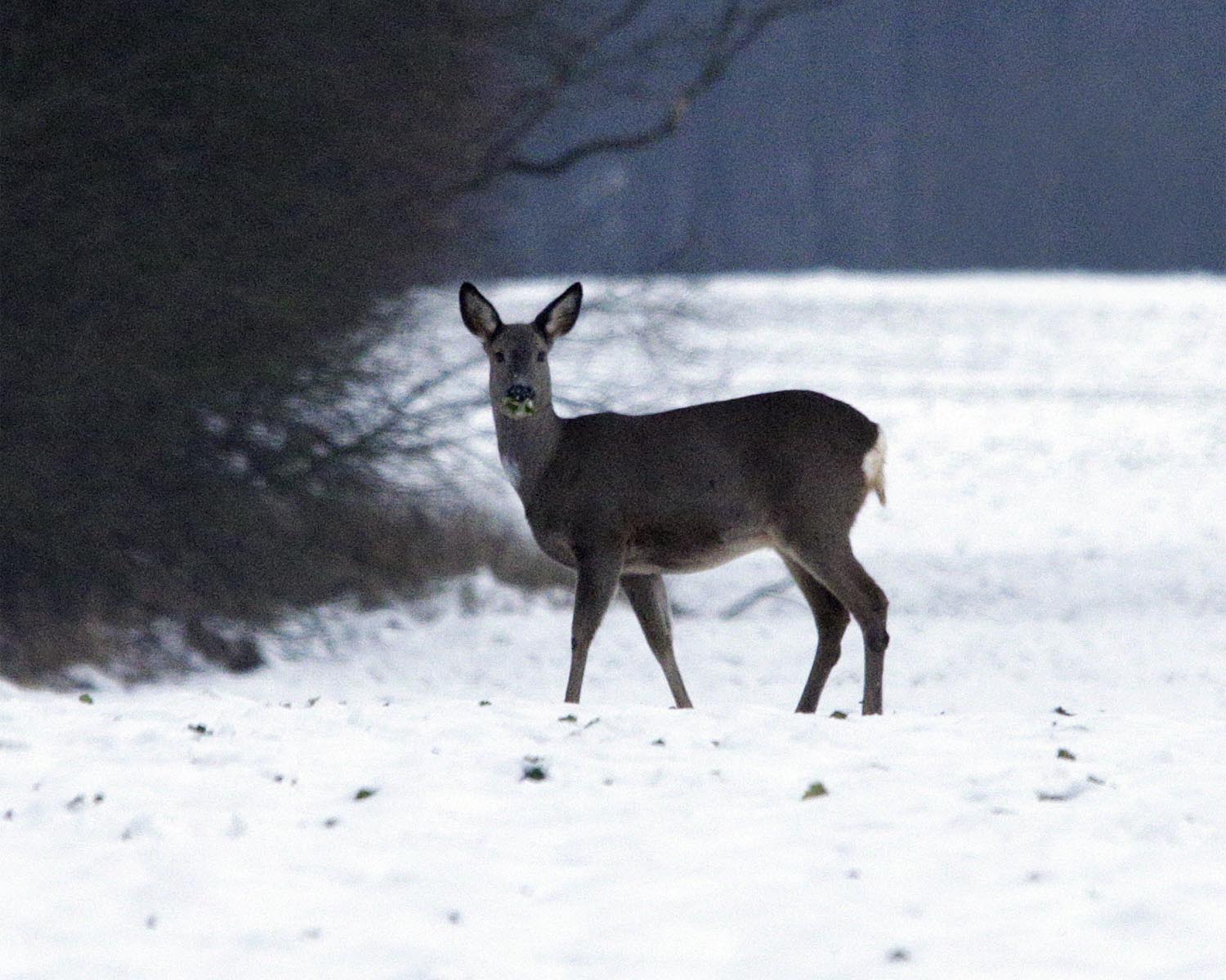 raavildt i januar maaned