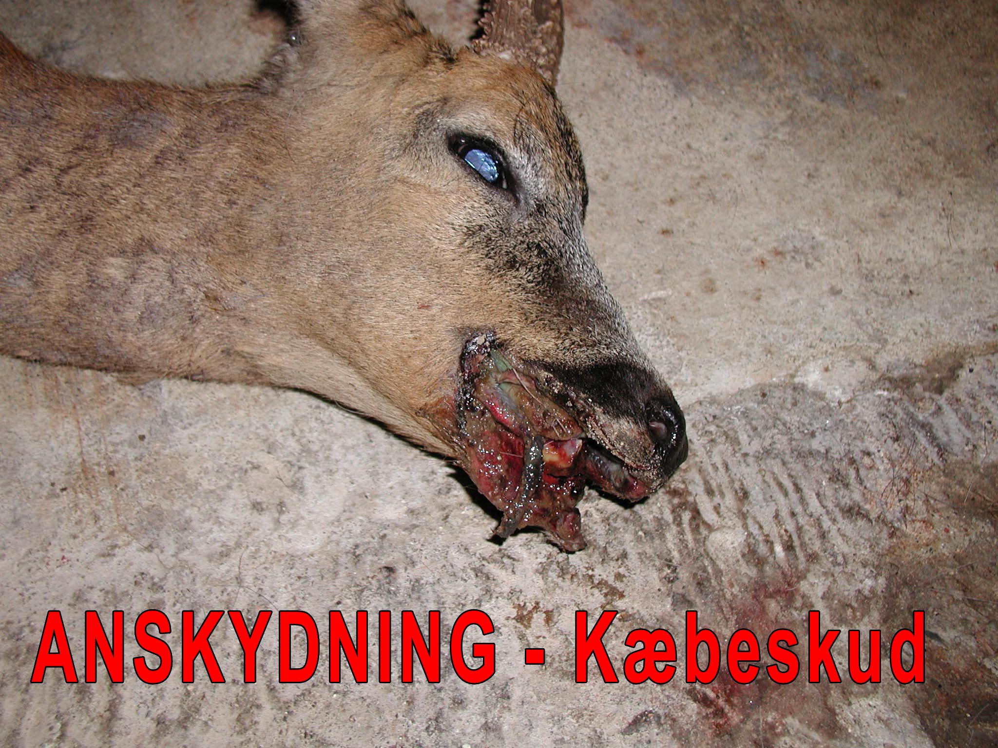 anskydning kæbeskud