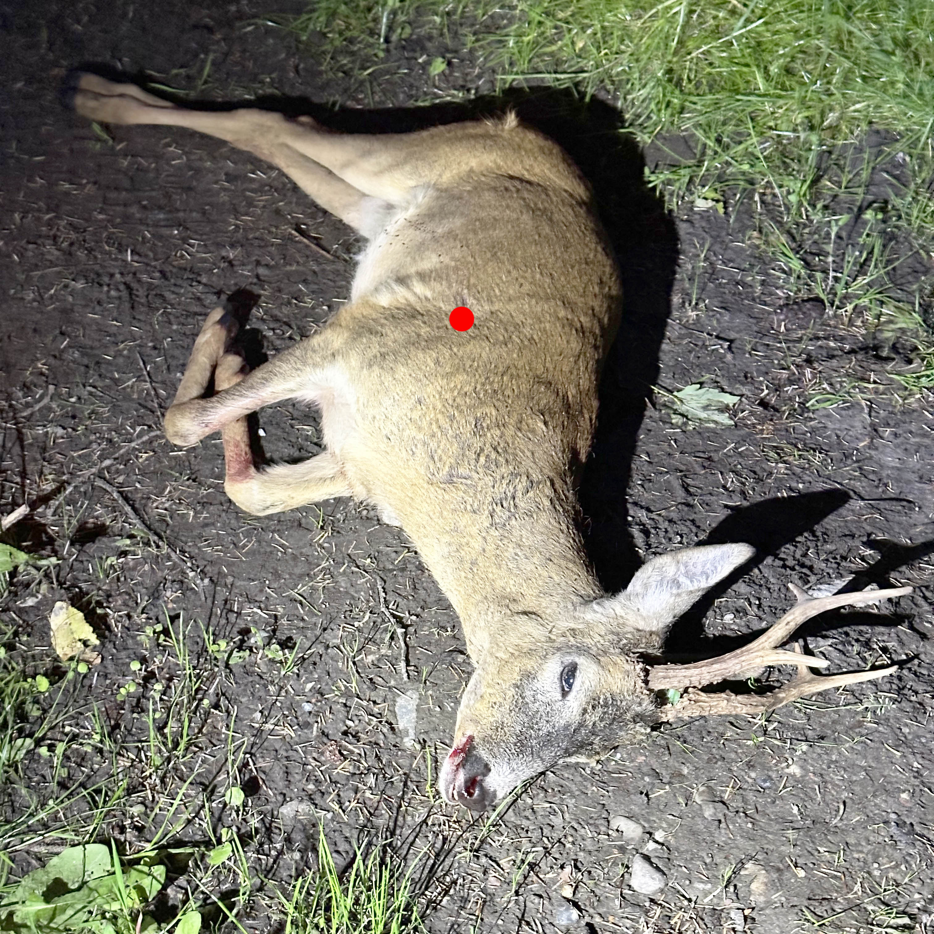 gamle buk skudt midt på bladet.jpg