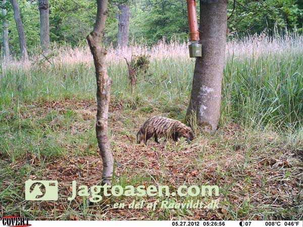 maarhund_code_black