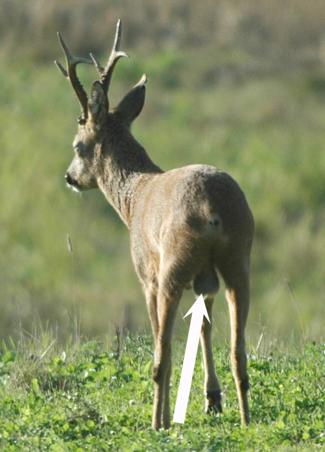 testikler_i_brunsten